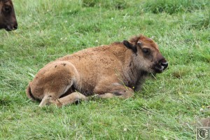 Animaux013_1